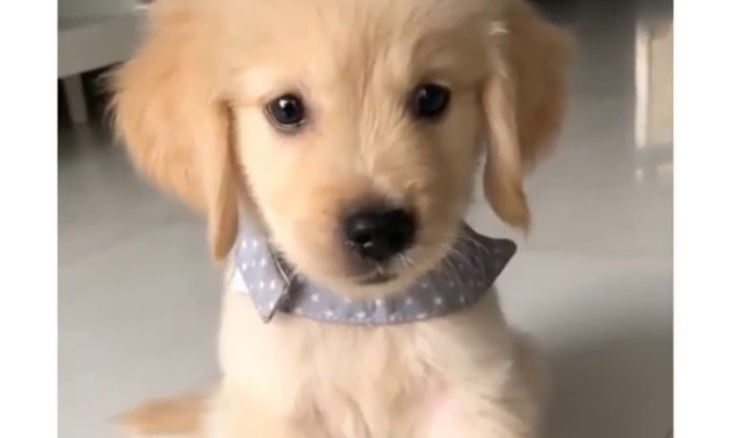❤Cutest Puppies EVER❤ [complication]