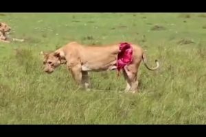【Wild Animal Fights】When the lion is defeated