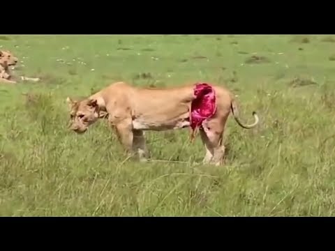 【Wild Animal Fights】When the lion is defeated