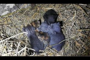 1 Week Old Kittens Rescued Compilation 2019 ???