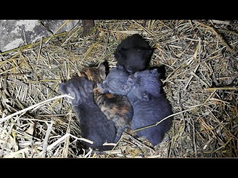 1 Week Old Kittens Rescued Compilation 2019 ???