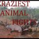 10 CRAZIEST ANIMAL FIGHTS!!!!!!!!