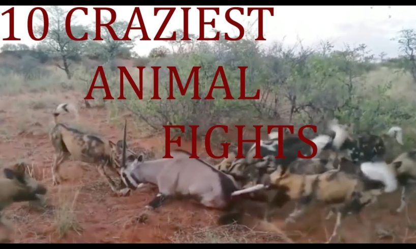10 CRAZIEST ANIMAL FIGHTS!!!!!!!!