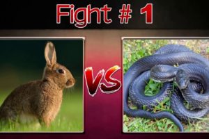 10 CRAZIEST ANIMAL FIGHTS CAUGHT ON CAMERA