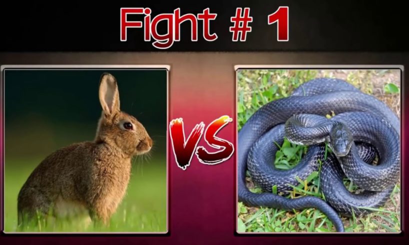10 CRAZIEST ANIMAL FIGHTS CAUGHT ON CAMERA
