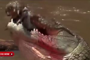 10 Extreme Wild Animal Fight s Captured By Cameras