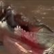 10 Extreme Wild Animal Fight s Captured By Cameras