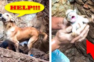 ? 10 Touching And Exciting Animal Rescues ?