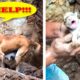 ? 10 Touching And Exciting Animal Rescues ?