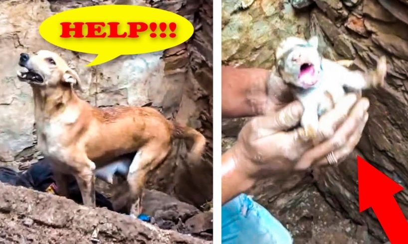 ? 10 Touching And Exciting Animal Rescues ?