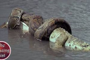 10 कैमरे मे कैद की गई जानवरों की लड़ाइयाँ | 10 brutal animal fights caught on camera