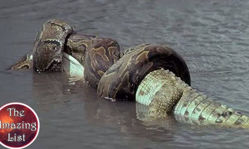 10 कैमरे मे कैद की गई जानवरों की लड़ाइयाँ | 10 brutal animal fights caught on camera