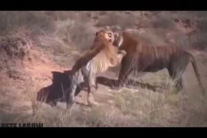 15 Craziest Animal Fights Caught On Camera 3 Wild Animal Attacks
