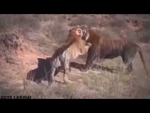 15 Craziest Animal Fights Caught On Camera 3 Wild Animal Attacks