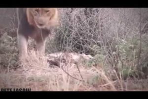 15 Craziest Animal Fights Caught On Camera 4 Wild Animal Attacks  2017