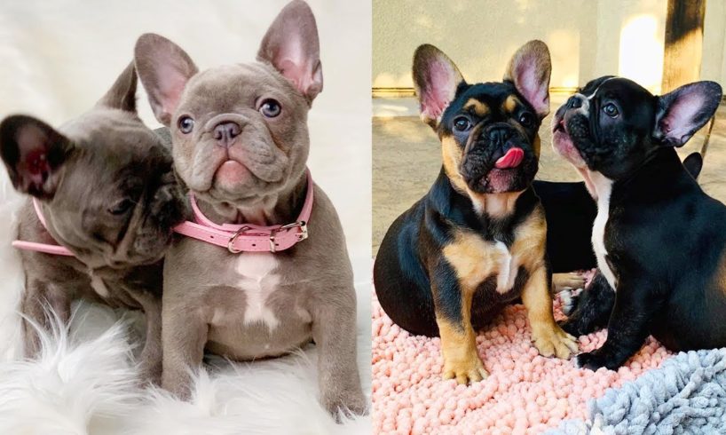 FRENCH BULLDOG PUPPIES | Funny and Cute French Bulldog Puppies Compilation # 9 | Cute pets