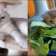 Cute Baby Animals Videos Compilation Cute Moment Of The Animals - Cute Puppies #7