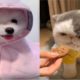 Cute Baby Animals Videos Compilation Cute Moment Of The Animals - Cute Puppies #5