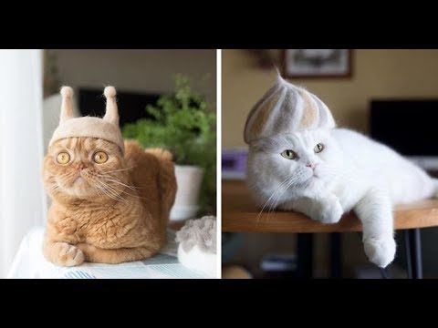 Tik Tok Pets ✪ Funny & Cutest Pets Video Compilation #26