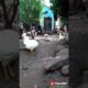 CRAZIEST Animal Fights Caught On Camera