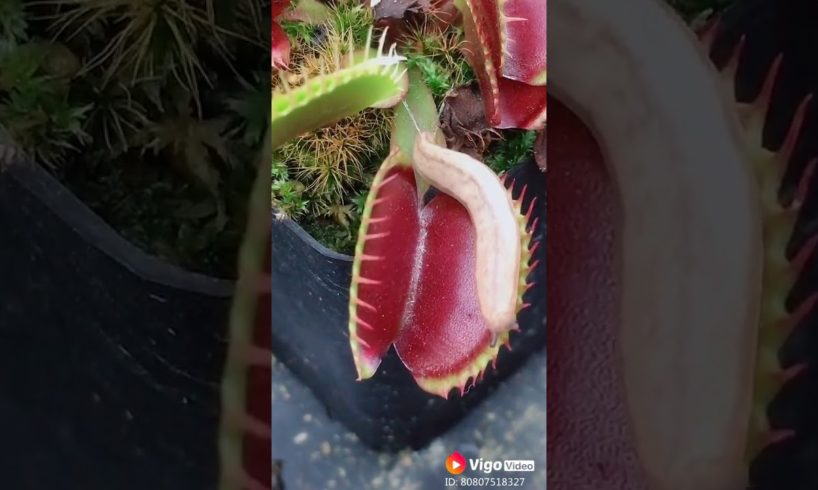 CRAZIEST Animal Fights Caught On Camera