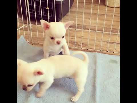 CUTE PUPPIES