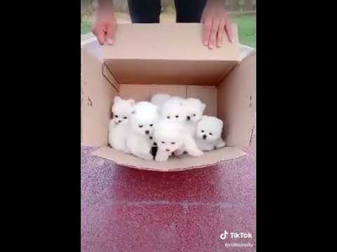 Cute puppies