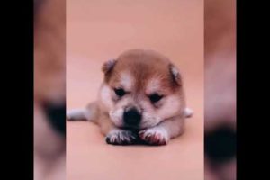 ♥Cute Puppies Doing Funny Things 2019♥ #25 Cutest Dogs | Cutest Puppies City