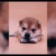 ♥Cute Puppies Doing Funny Things 2019♥ #25 Cutest Dogs | Cutest Puppies City