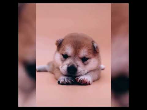 ♥Cute Puppies Doing Funny Things 2019♥ #25 Cutest Dogs | Cutest Puppies City