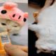 Cute Baby Animals Videos Compilation Cute Moment Of The Animals - Cute Puppies #15