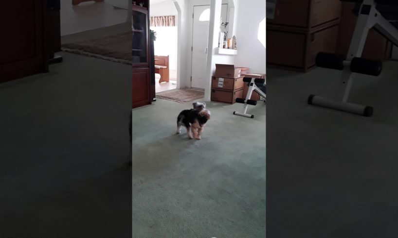 Cute puppies playing