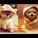 Tik Tok Pets ✪ Funny & Cutest Pets Video Compilation  ✪  #30