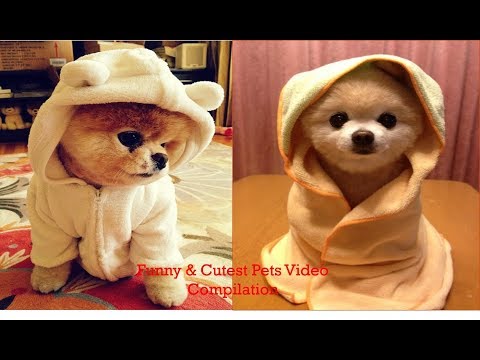 Tik Tok Pets ✪ Funny & Cutest Pets Video Compilation  ✪  #30