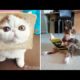 Tik Tok Pets ✪ Funny & Cutest Pets Video Compilation #29