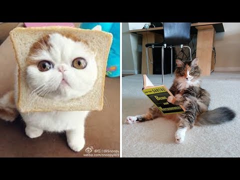 Tik Tok Pets ✪ Funny & Cutest Pets Video Compilation #29