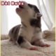 176 Những Chú Chó Con Dễ Thương Nhất Quả Đất   Cutest Puppies Dogs Compilation