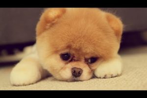 20 Most Cutest Puppies On The Planet