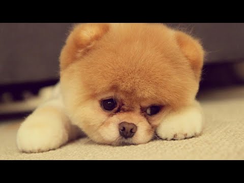 20 Most Cutest Puppies On The Planet