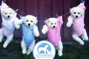 33 Photos Cute Puppies in a Charming Pajamas