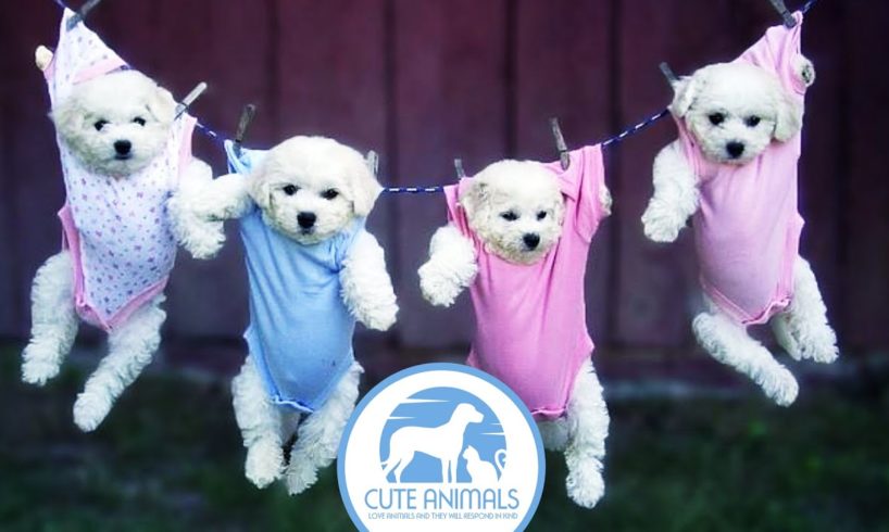 33 Photos Cute Puppies in a Charming Pajamas