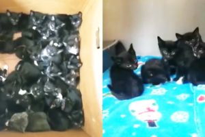 39 Kittens Surrendered at Shelter!