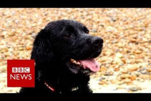 'Hero' dog rescues drowning family - BBC News