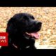 'Hero' dog rescues drowning family - BBC News