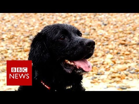 'Hero' dog rescues drowning family - BBC News