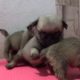 4 Cute Puppies Doing Funny Things - Cutest Dogs #2