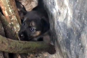 4 Cute Puppies Lost Mother  - Dogs rescue story