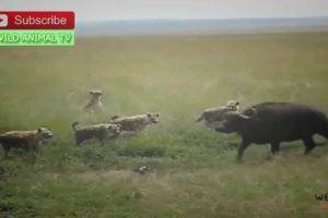 4 Hyena vs 2 Buffalo Wild Animal TV # Craziest Animal Fights Caught on Camera