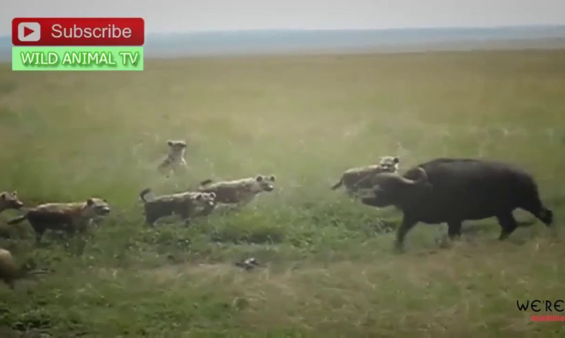 4 Hyena vs 2 Buffalo Wild Animal TV # Craziest Animal Fights Caught on Camera