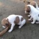 4 Little Cute Puppies
